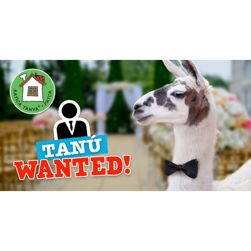 Samu, a láma feleséget keres 83